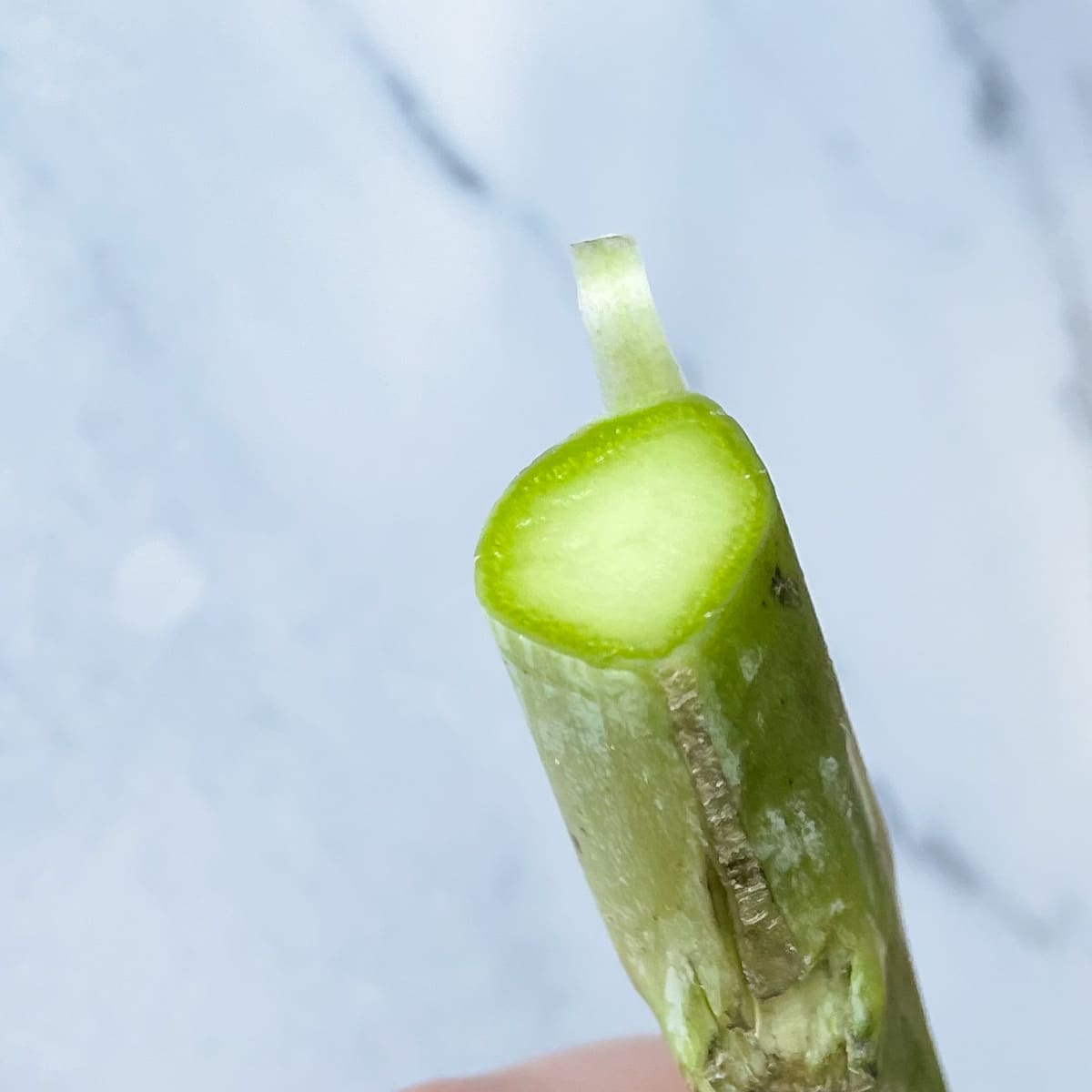 The cut end of a stem of baby broccoli is shown in the foreground over a white marble counter.