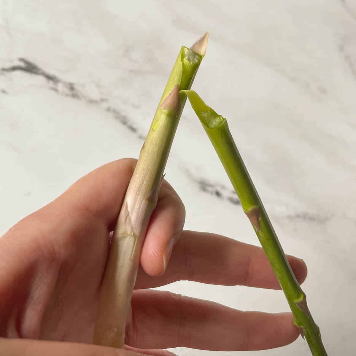 A stalk of asparagus is snapped just above the hard part of the stalk.