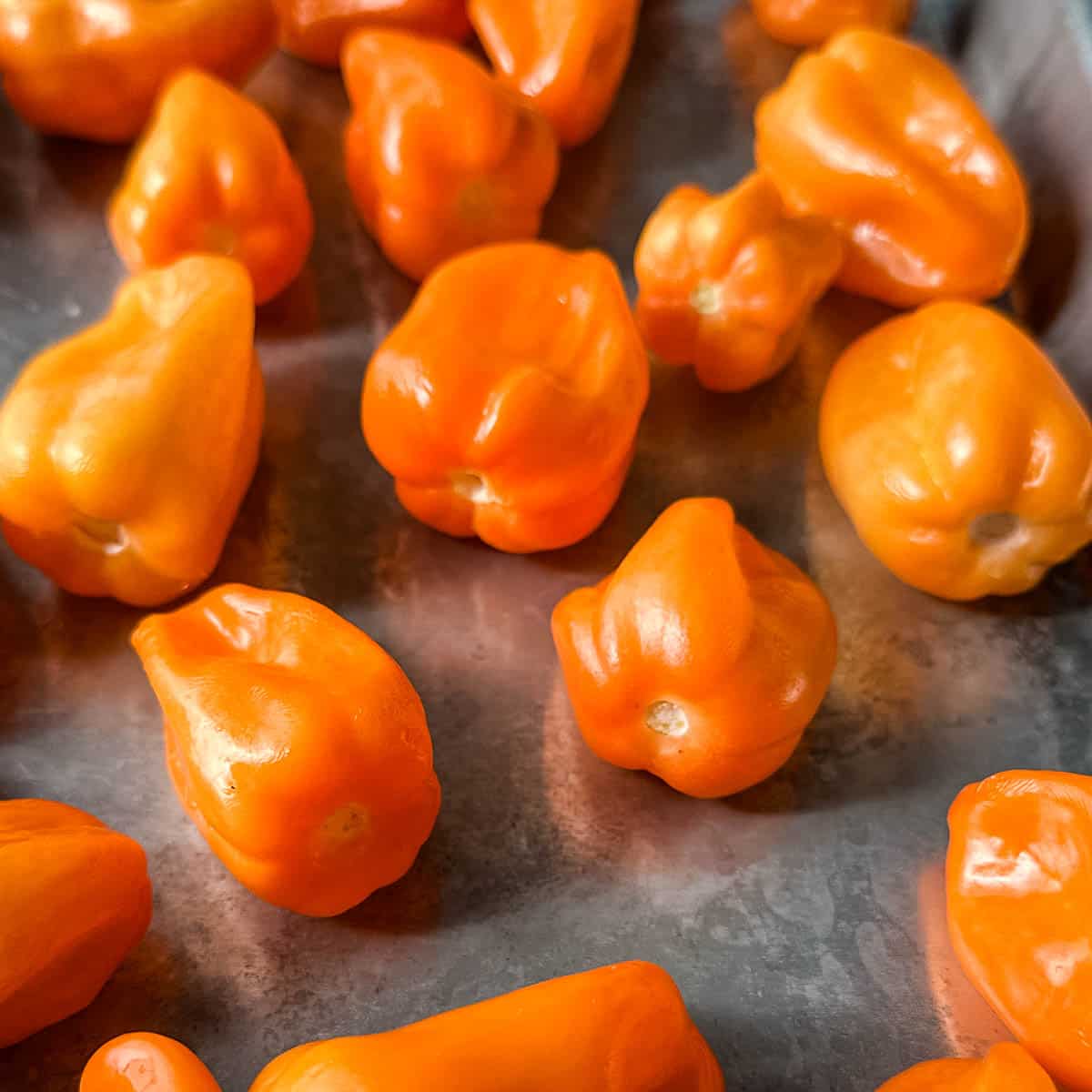 A closeup is shown on habanero peppers with their stems removed.