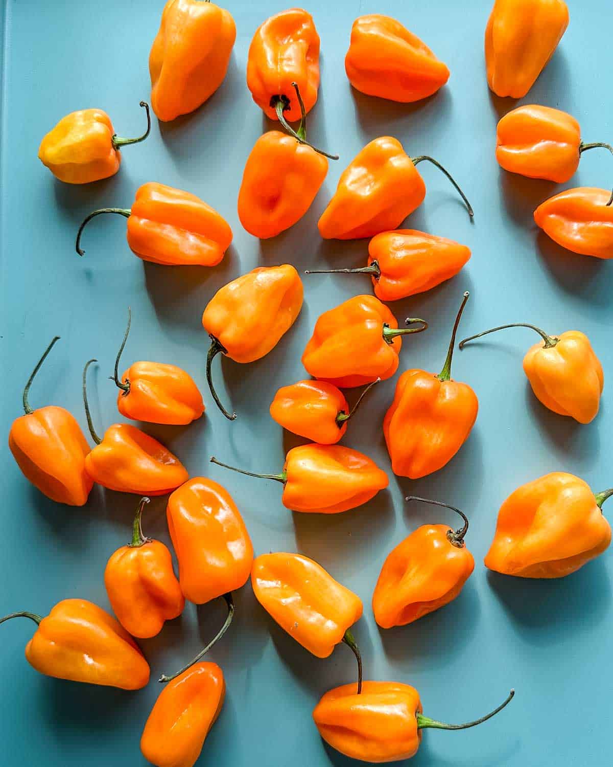 Bright orange habaneros are strewn across a light blue background.