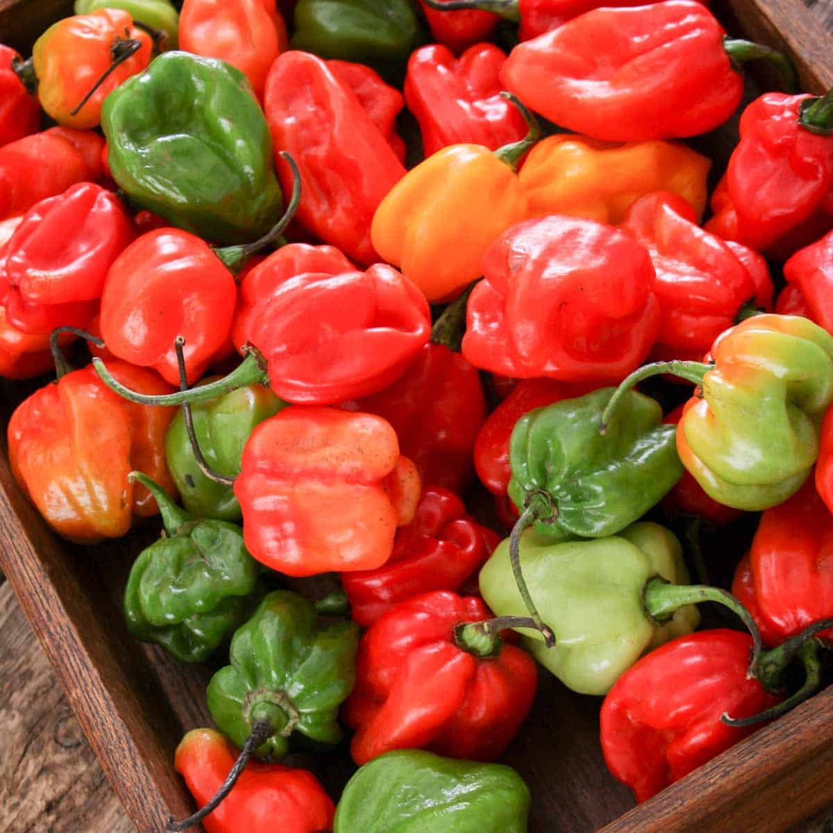 Red, green, and orange scotch bonnet peppers sit in a wooden tray.