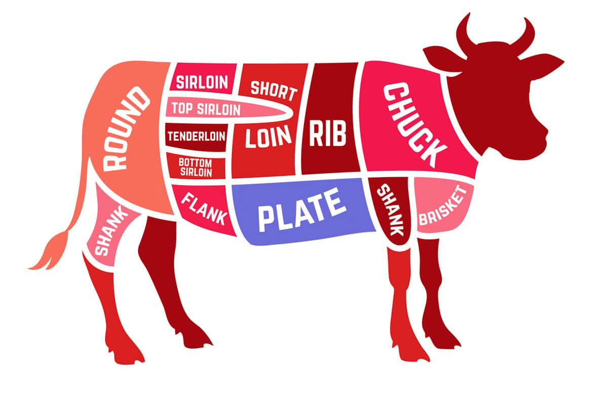 A diagram of a cow is shown with the plate highlighted in light purple.